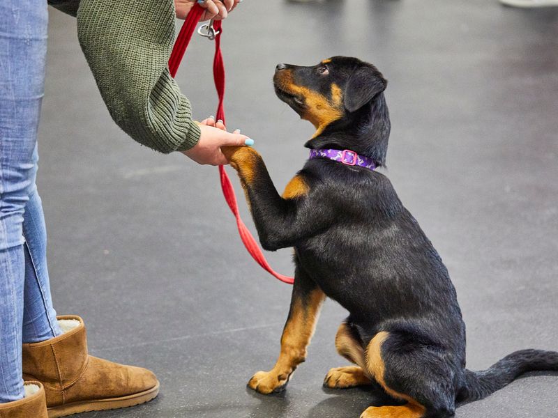 Puppy gives paw at Dog School training class 