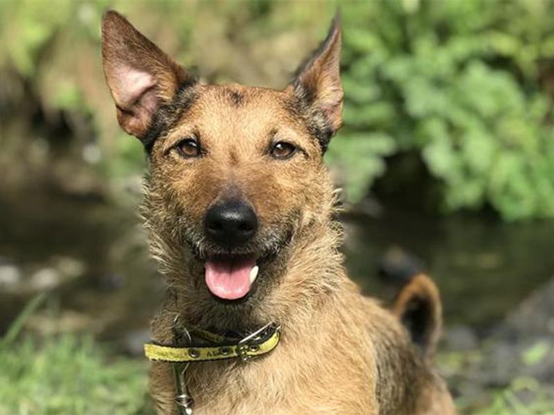 Terrier mix dog smiling at camera at Ilfracombe Rehoming Centre