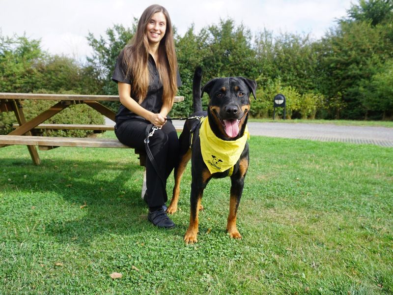 Canine carer sitting with Rottweiler dog