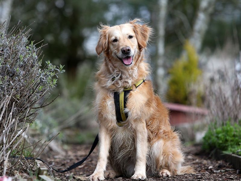 Golden retriever outside at Bridgend Rehoming Centre