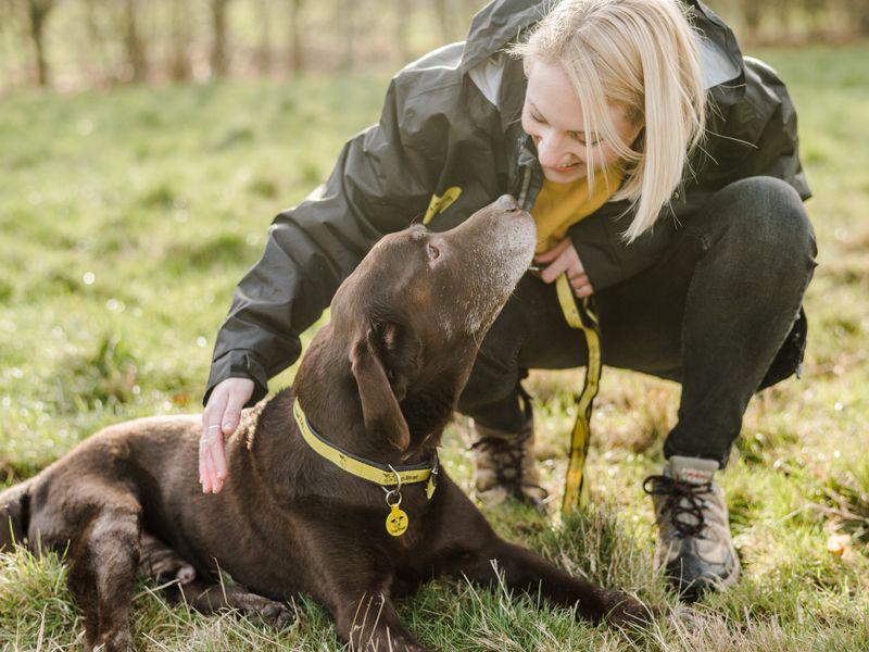 Canine Carer sitting with chocolate labrador at Newbury Rehoming Centre