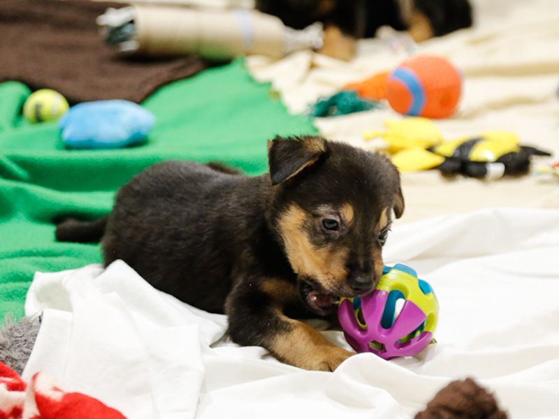 Puppy chewing dog toy while lying on blanket