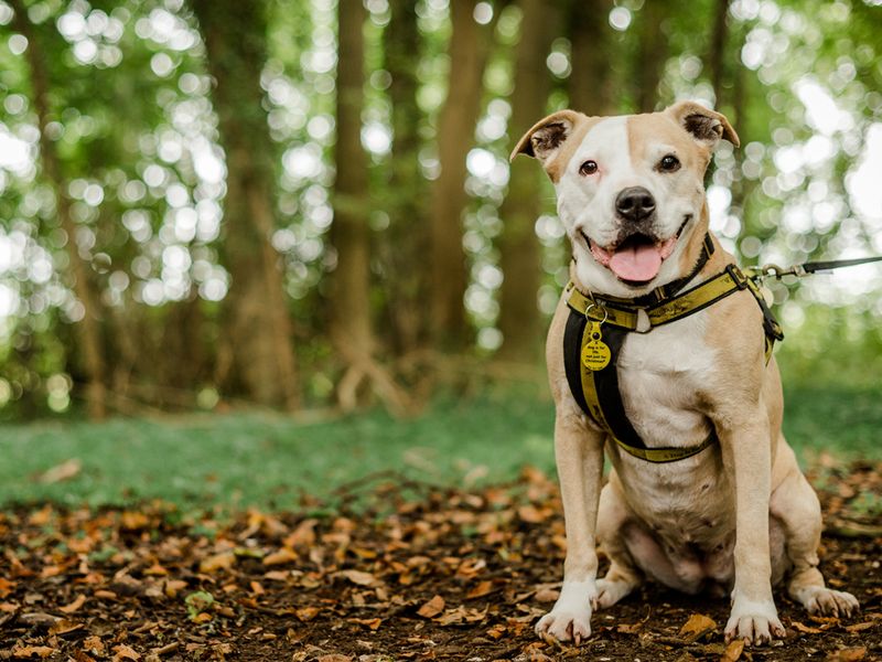 Dog smiling by trees at Salisbury Rehoming Centre