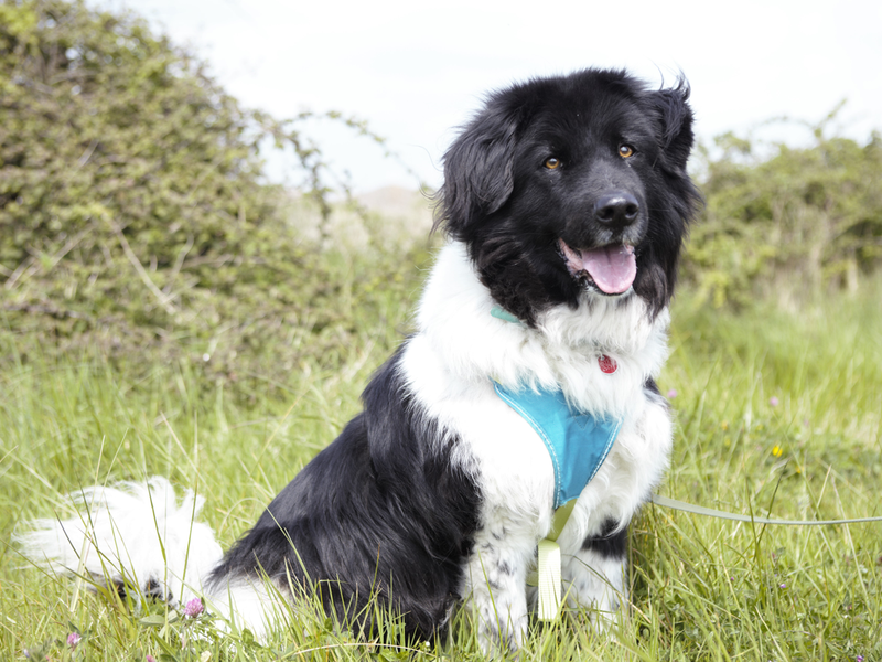 Landseer dog sitting in grass and smiling at Shoreham Rehoming Centre