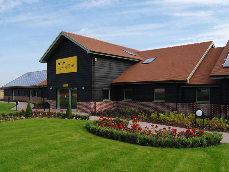 Rehoming Centre Dog Rescue Homes Near Me Dog Adoption Dogs Needing