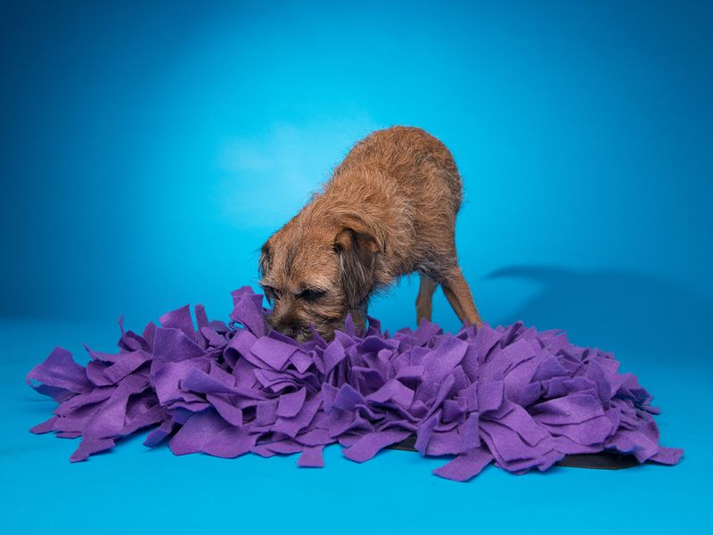 Blue Snuffle Mat, Dog Enrichment Mat