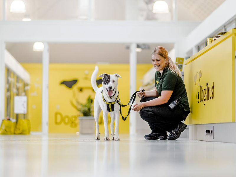 Dog with lead in rehoming reception area with member of staff