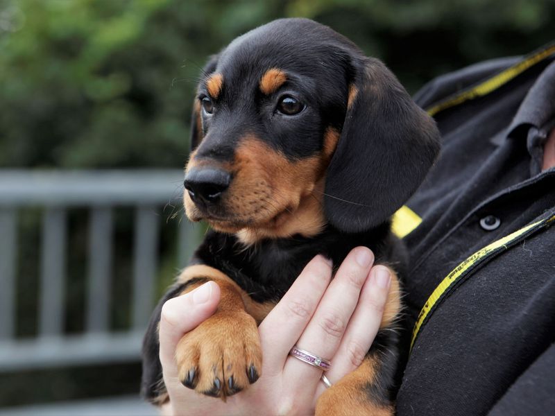 Puppy being held by Dogs Trust staff member