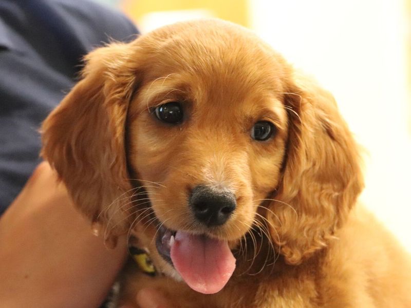 Cocker Spaniel puppy being held by Dogs Trust staff member
