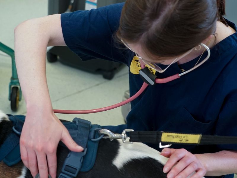 A vet at Dogs Trust Harefield treats a Trailhound