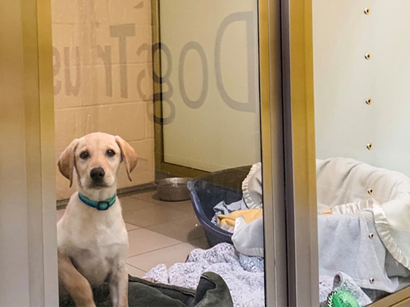 Labrador puppy in Basildon rehoming kennel