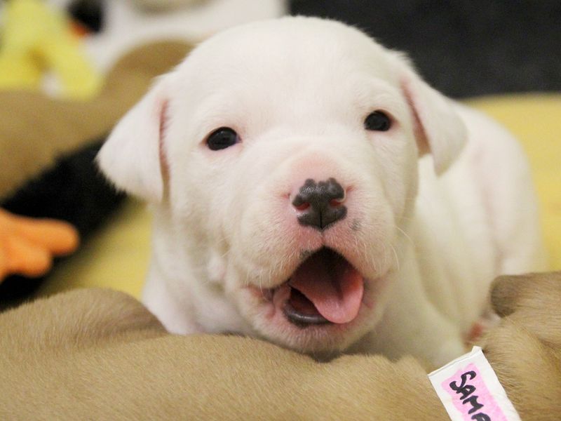 Tiny yawning white Staffordshire Bull Terrier puppy