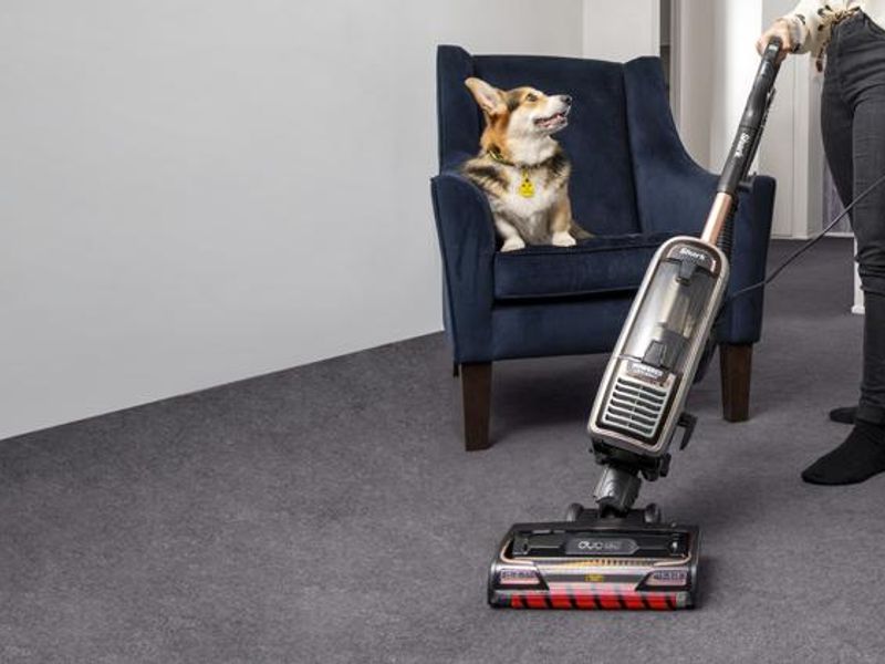 Dog sitting on a chair while their owner vacuums