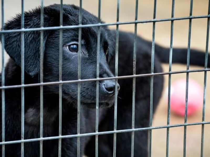 Tara the Labrador puppy in her temporary home after being illegally imported