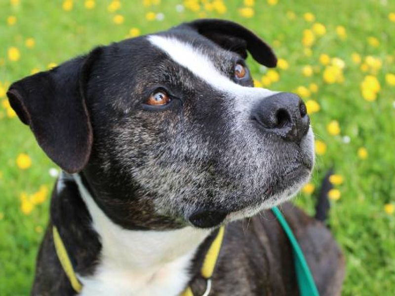 Eric the black and white Staffy Cross looking beautiful against a springtime field 