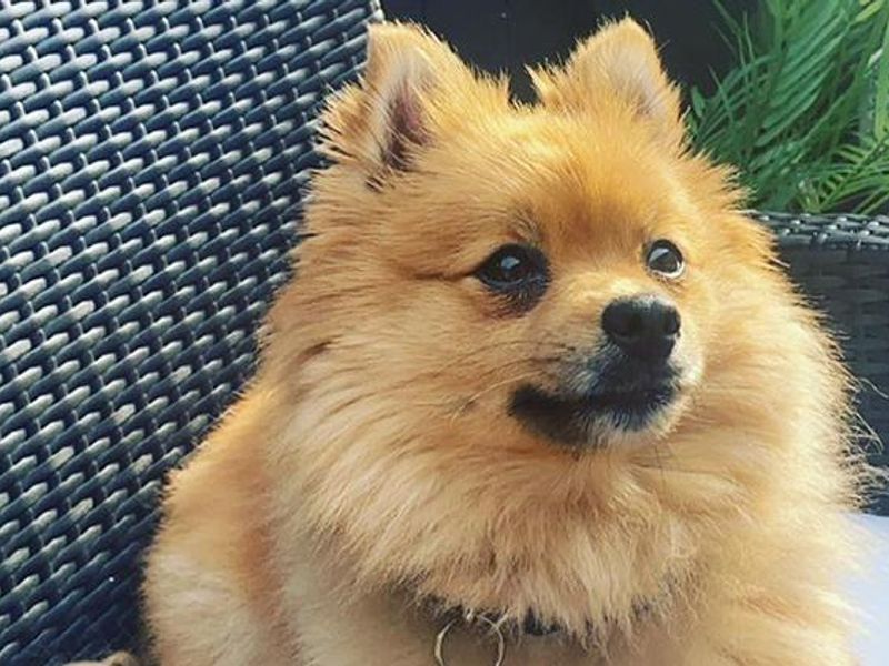 Teddy the Pomeranian sitting on a chair getting ready for Dog School