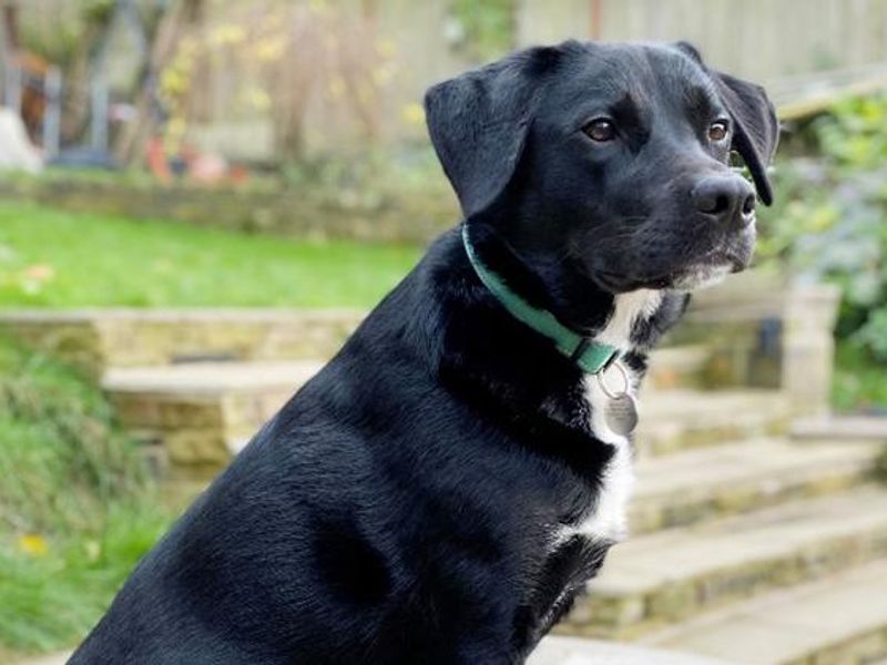 Jasper the Labrador Collie Cross sits outside 