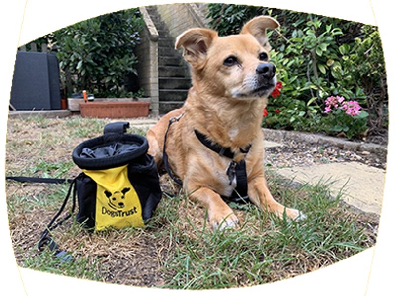 A sweet dog poses with our large treat pouch 