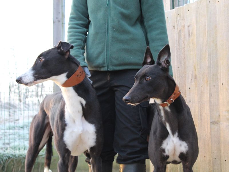 Two Greyhounds standing with a Canine Carer at Dogs Trust Newbury