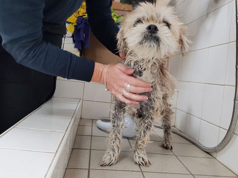Coco the Lhasa Apso Maltese Cross with skin condition bathing