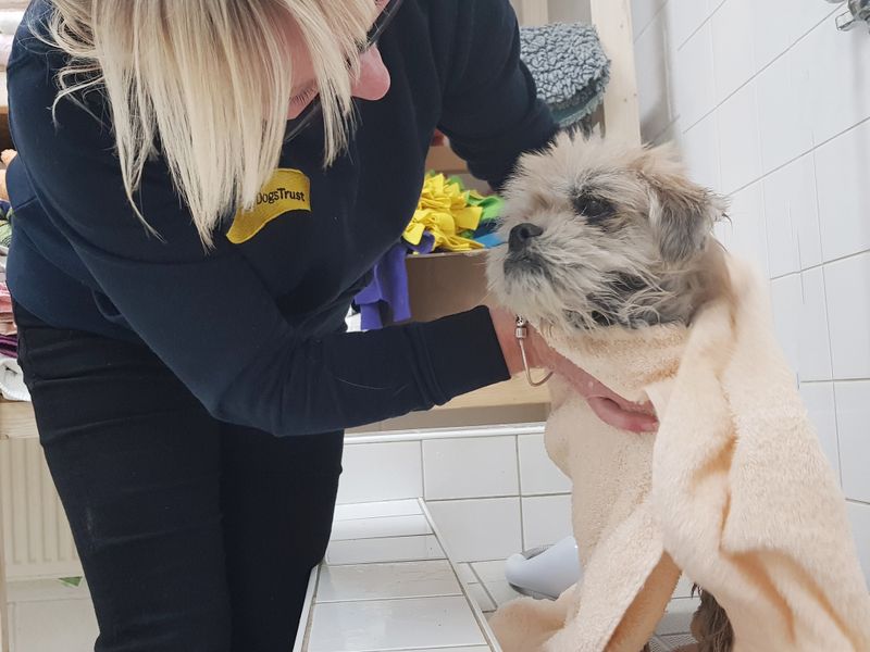 Coco the Lhasa Apso Maltese Cross with skin condition bathing