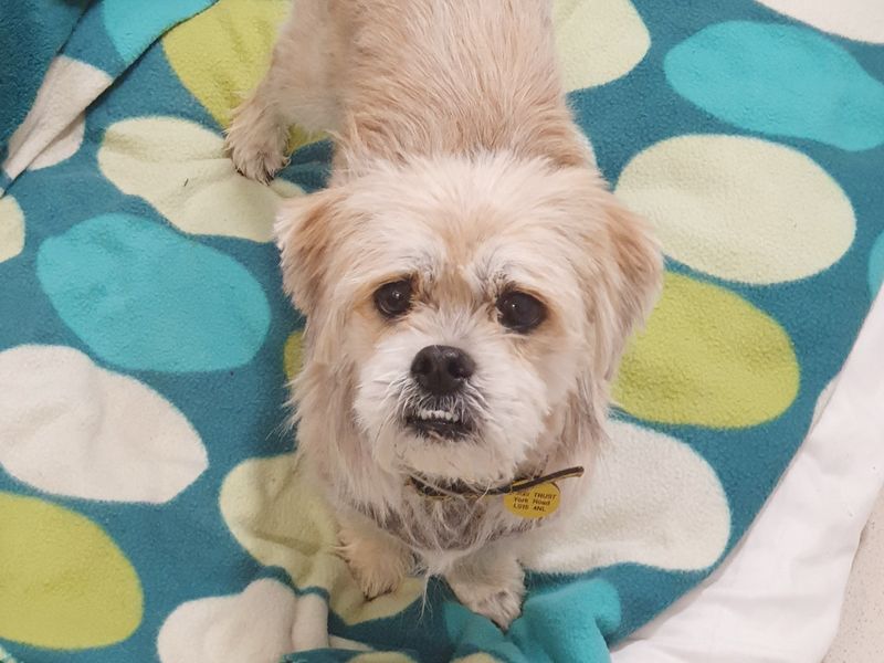 Coco the Lhasa Apso Maltese Cross looking up at camera