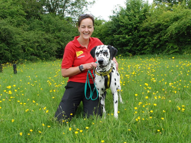 Home From Home Volunteer Sam with Jax the Dalmatian
