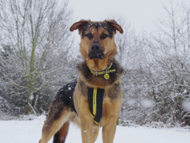 Adult German Shepherd, outside, in the snow, on a winter's day
