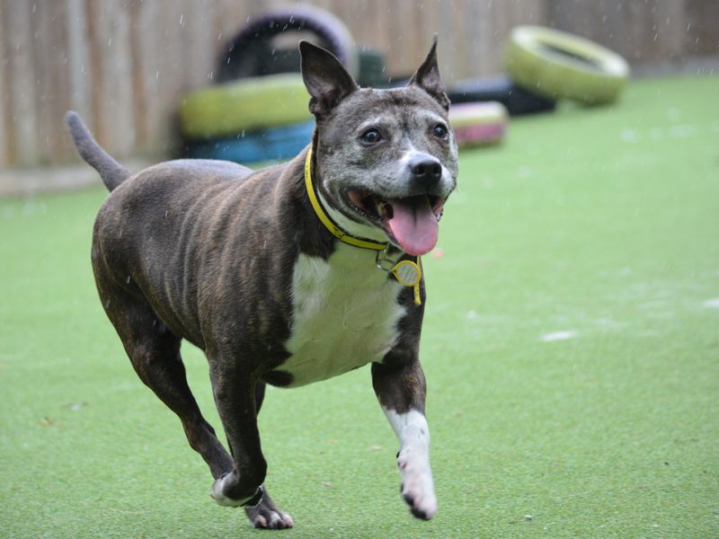 Ellie the Staffie Cross running through her play area in the rain