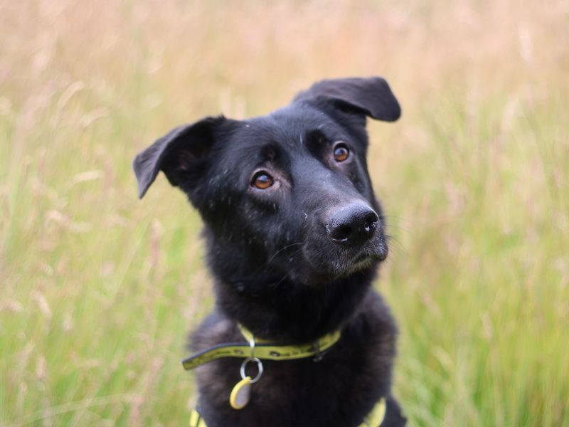 Close up of Haiti, a black Labrador cross sitting in a field