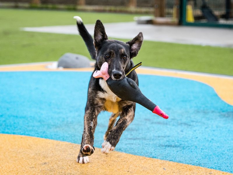 Dog playing with a penguin toy in play area at Dogs Trust Evesham