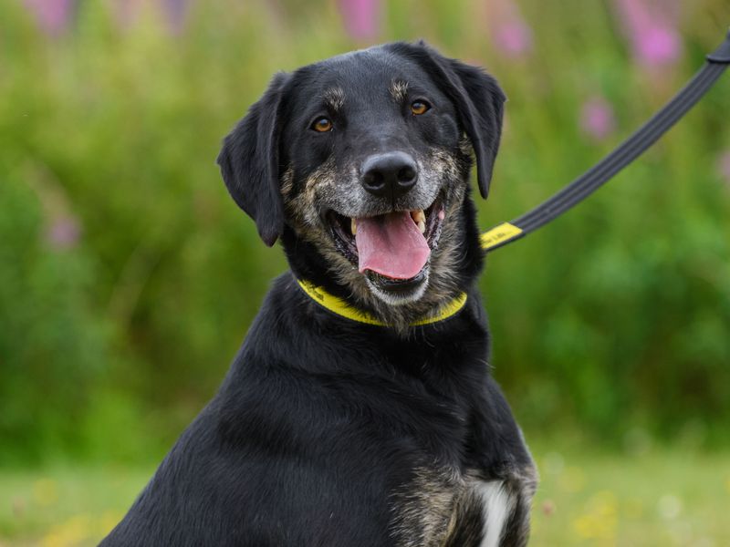 Hugh the sponsor dog sitting by flowers and smiling at camera