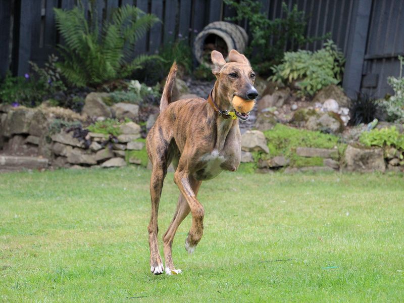 Sky the Lurcher playing outdoors