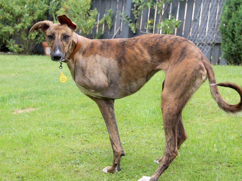 Sky the Lurcher standing outdoors