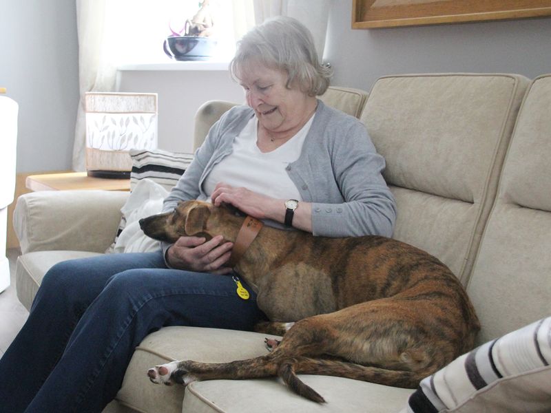 Sky the Lurcher lying on sofa in her new home