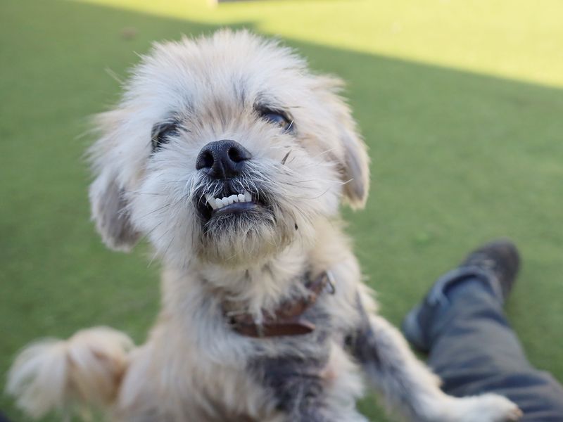 Coco the Lhasa Apso Maltese Cross with skin condition