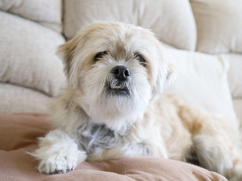 Coco the Lhasa Apso Maltese Cross relaxing indoors