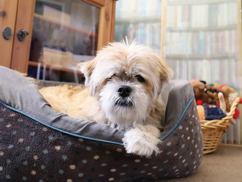 Coco the Lhasa Apso Maltese Cross lying in dog bed