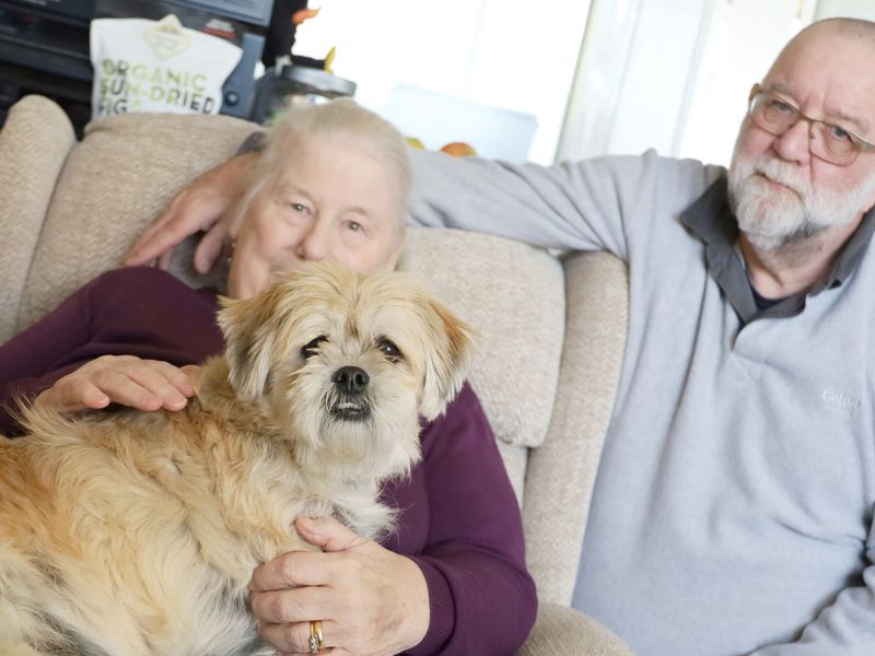 Coco the Lhasa Apso Maltese Cross with new owners