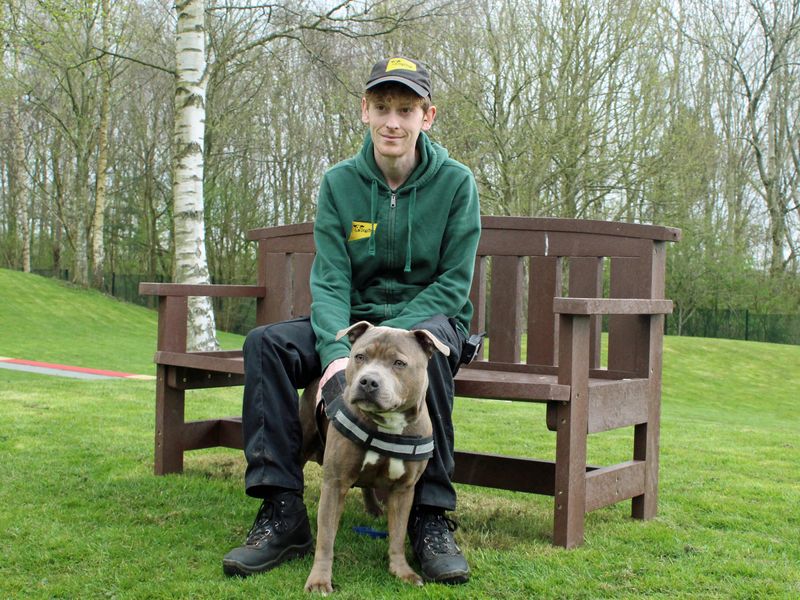 Kilo the Staffie sitting with Canine Carer outside Merseyside Rehoming Centre