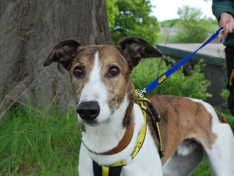 What Does Dog Walking Mean In Slang