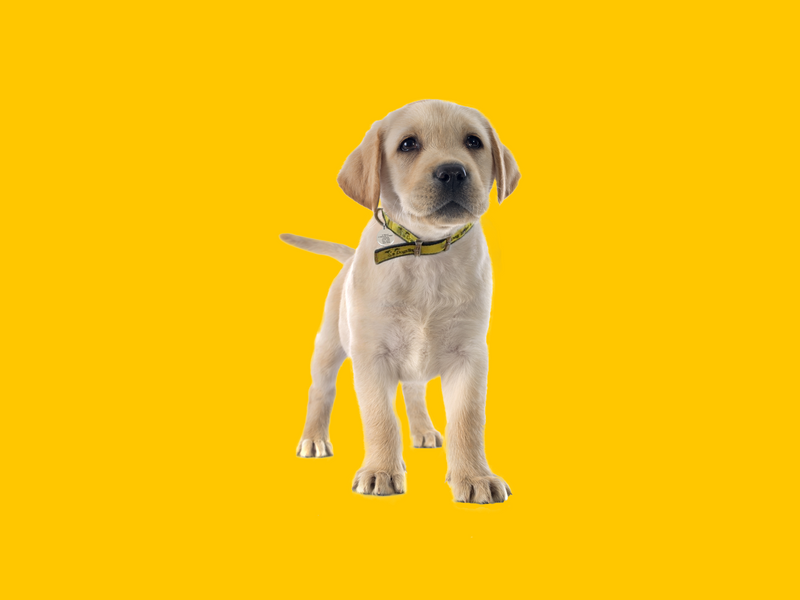 A golden Labrador puppy