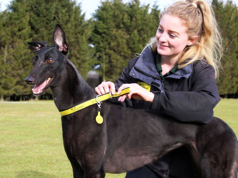 Dogs Trust staff member placing a yellow Dogs Trust collar on a black greyhound dog