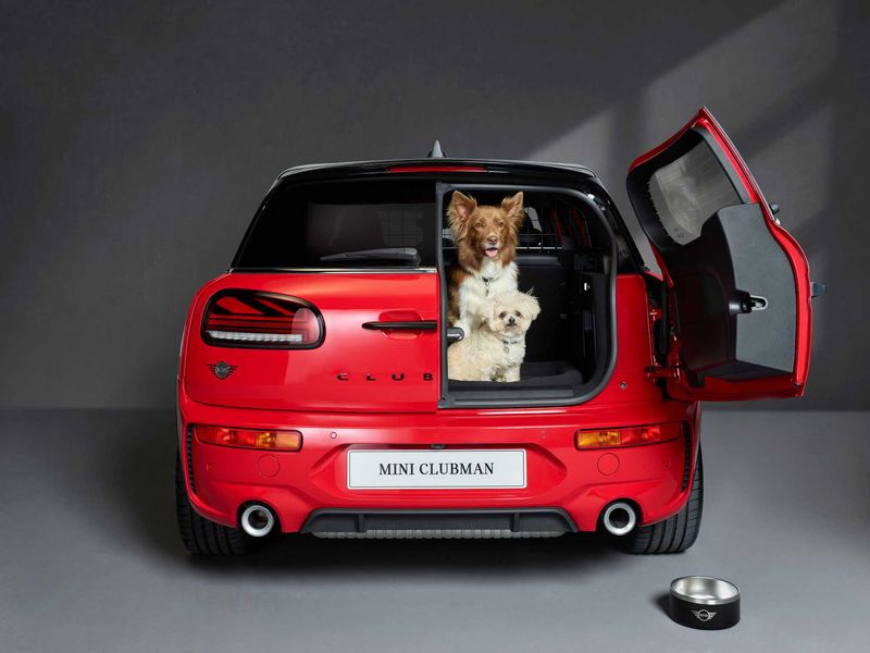 Dogs posing inside a MINI UK car 