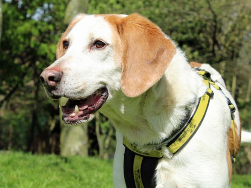 Rambler the Foxhound smiling outdoors