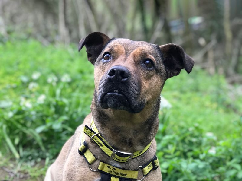 Close up of Staffie sitting in wooded area