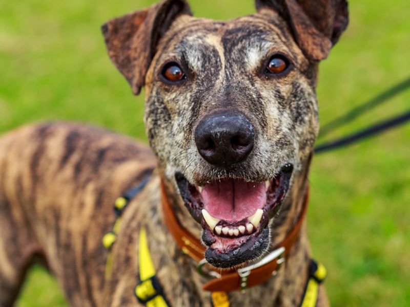 Sponsor Dog Success Benny