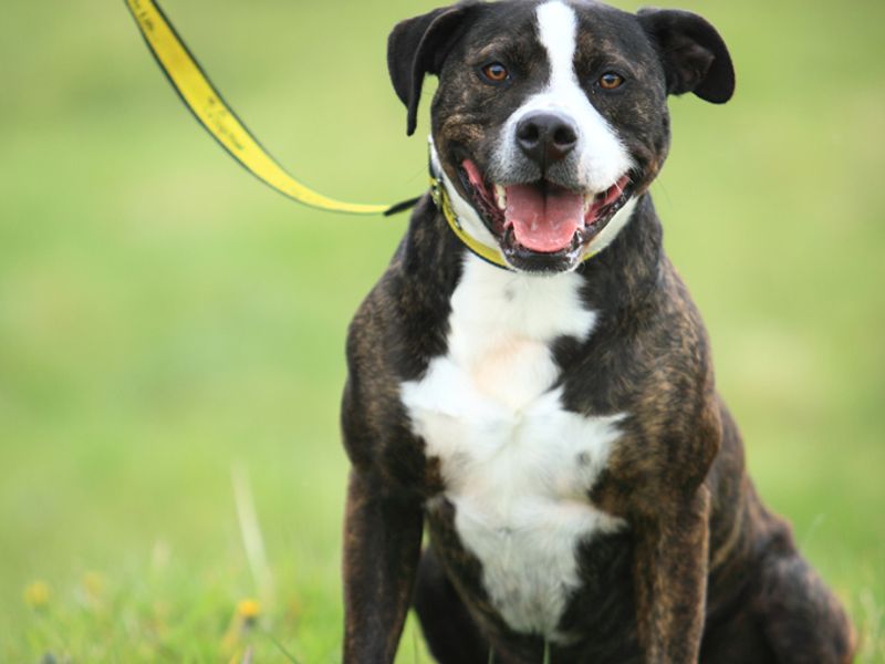 Sponsor Dog Success Eric