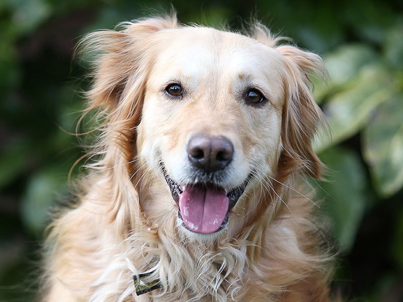 Sponsor Dog Success Honey
