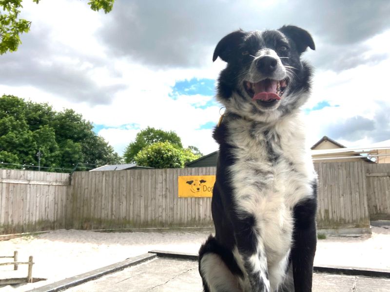 Border Collie sitting in front of Dogs Trust West Calder